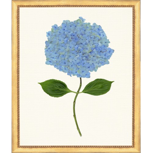 TLC- HYDRANGEA 21  20 X 24